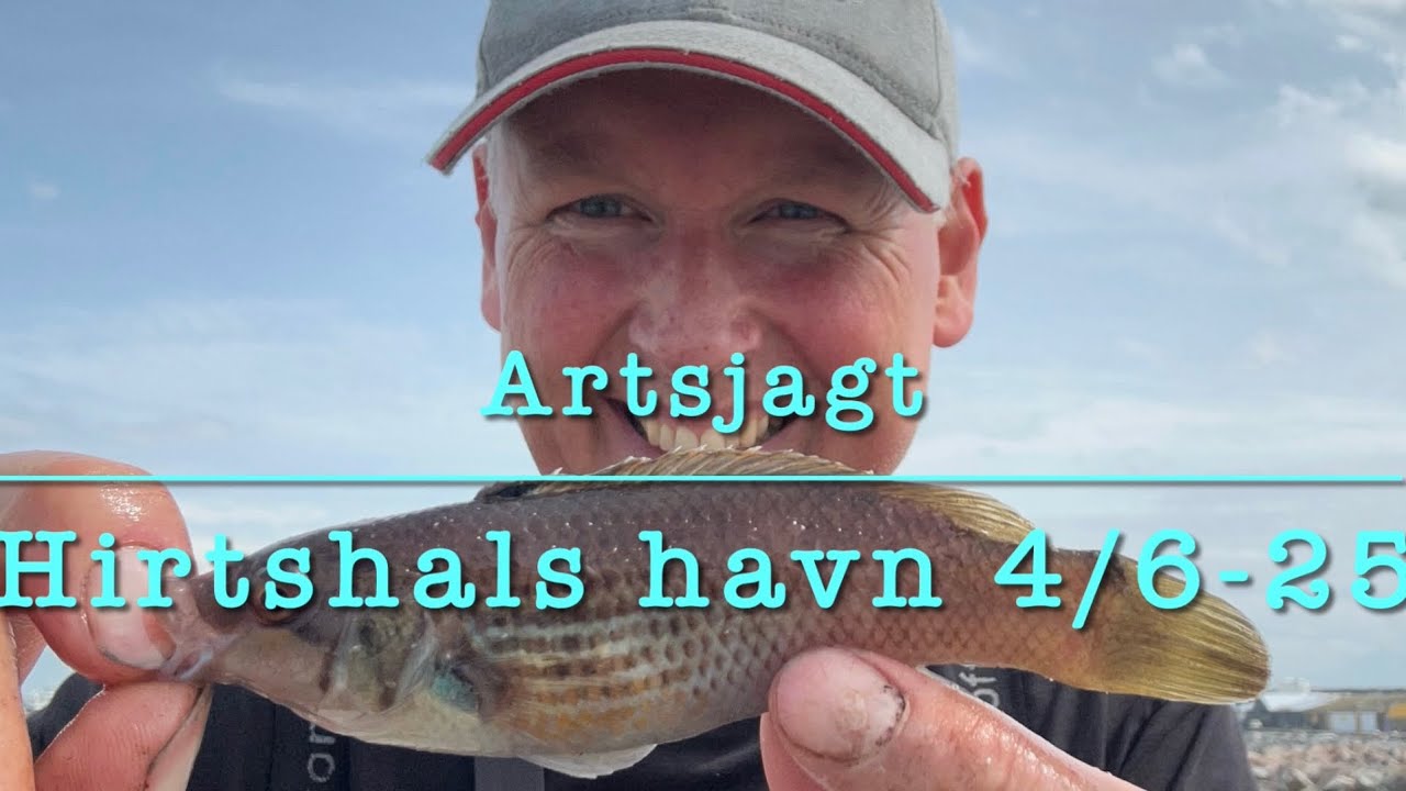 Artsjagt p&aring; Hirtshals Havn!