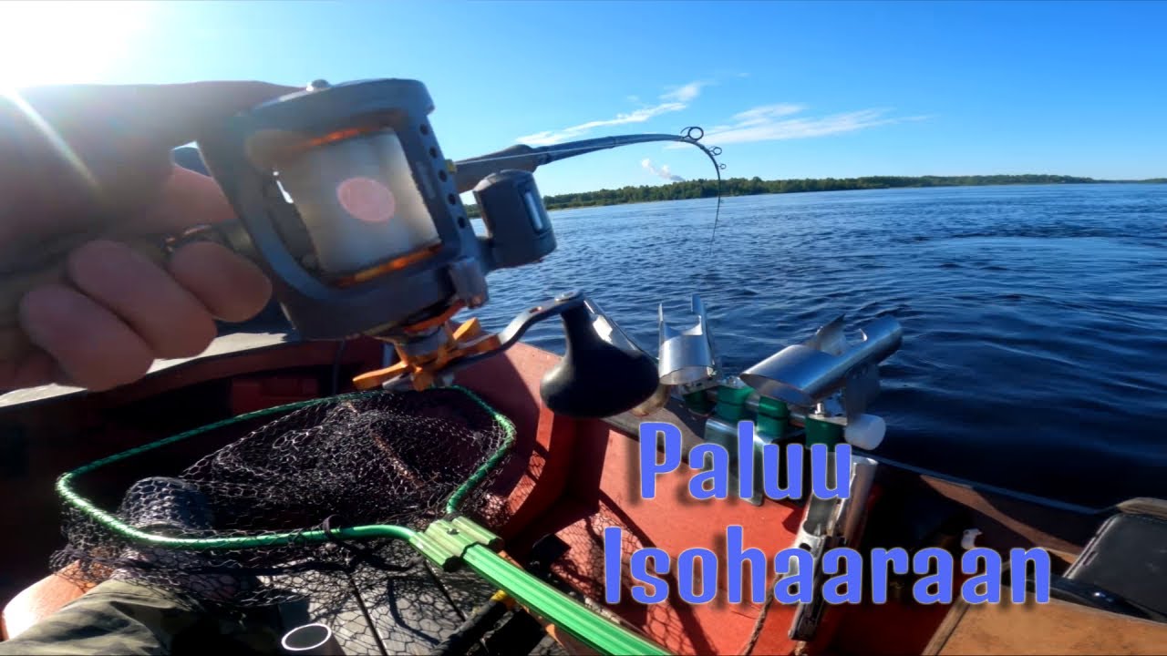 Lohen soutua Kemijoen Isohaarassa