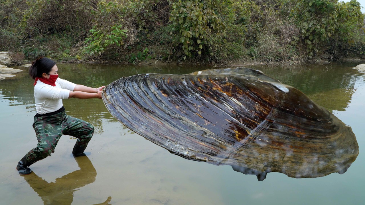 😱This giant clam brings me good luck, as it harbors large and charming pearls that are very precious