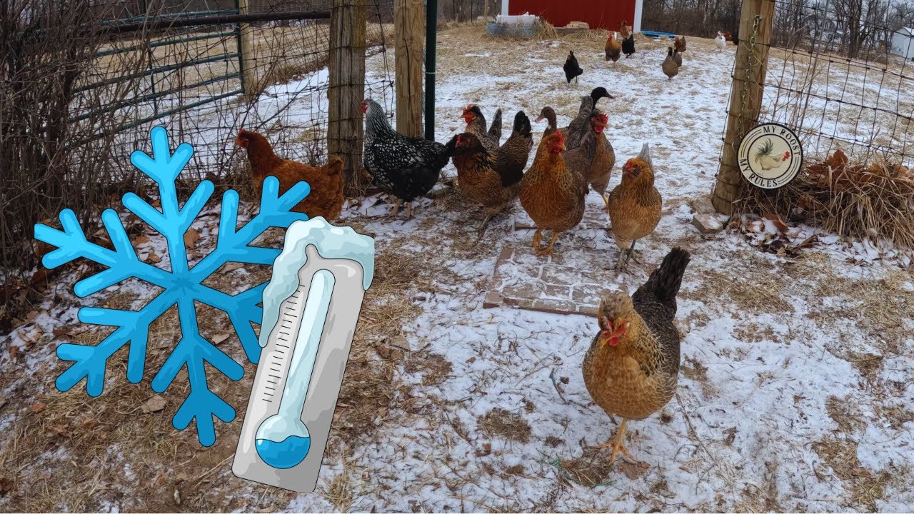 5 ways to keep your Chickens warm in the winter!