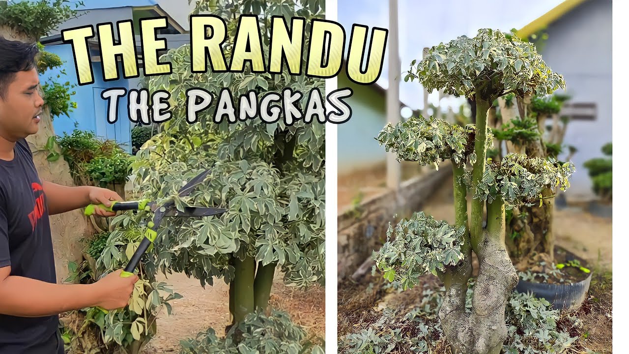 Pangkas RANDU / KAPUK || biar lebih ganteng bonsai tamanya ..