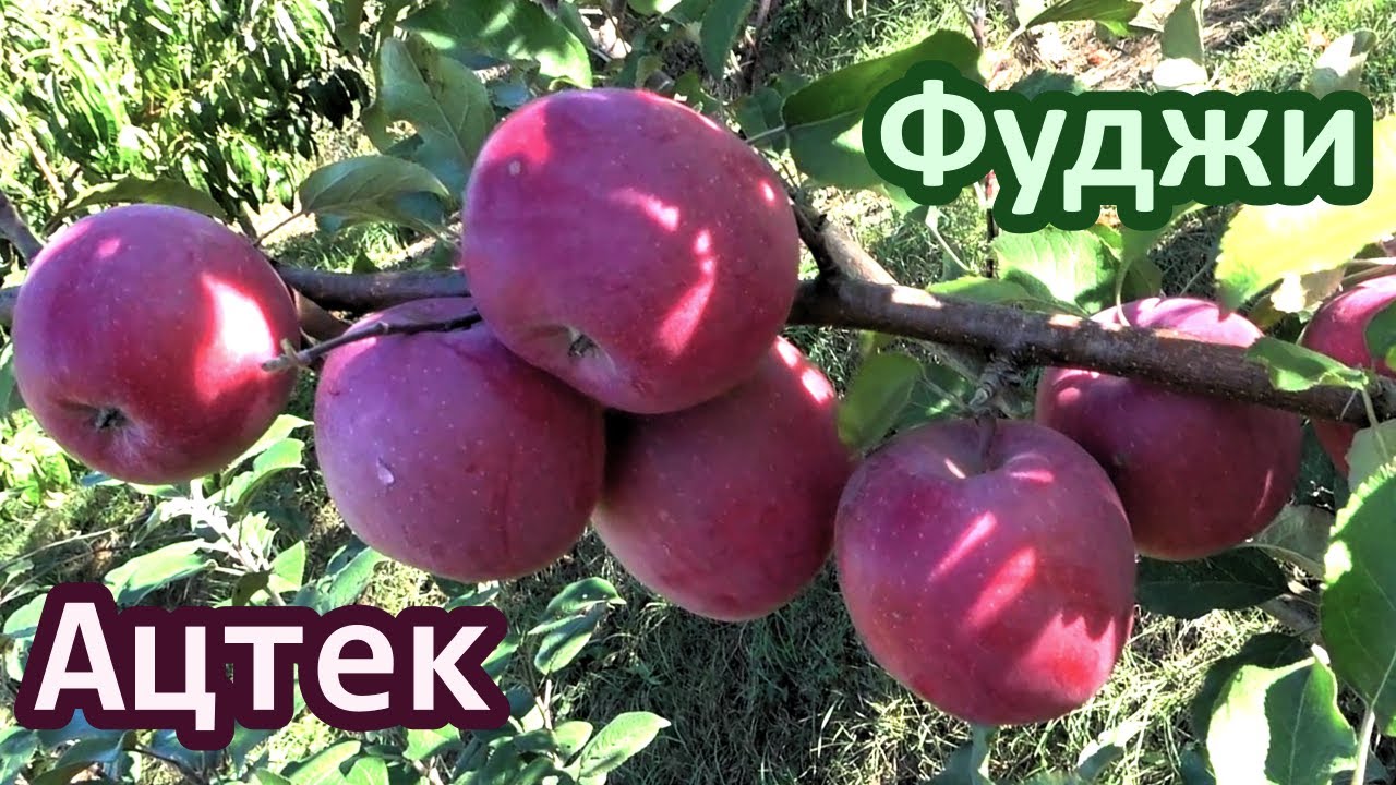 Яблоня ФУДЖИ АЦТЕК