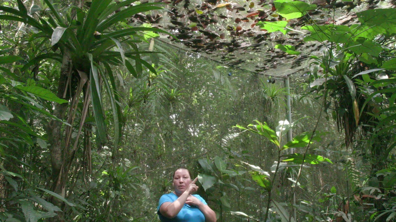 Butterfly Garden   Kristal Barrantes in English