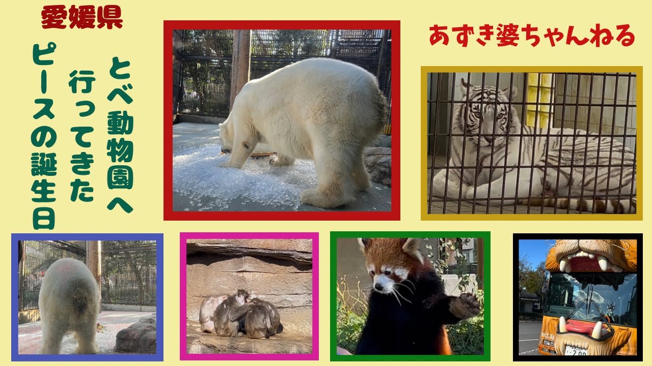 愛媛県とべ動物園へ行ってきた【ピースの誕生日】シニアからの田舎移住
