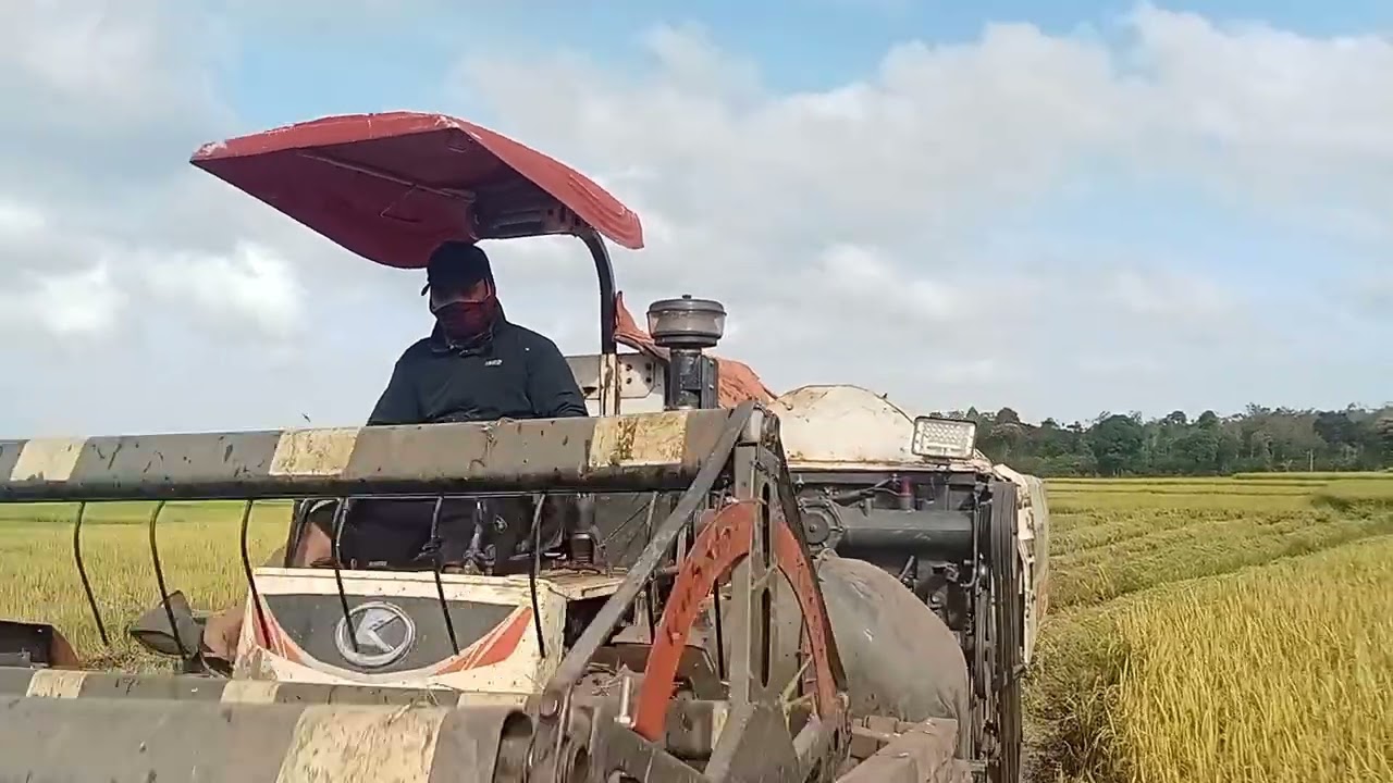 KBUOR Vlogs # ngày mồng 3 tết # nhà mình đi gặt lúa # mới thôi #. 