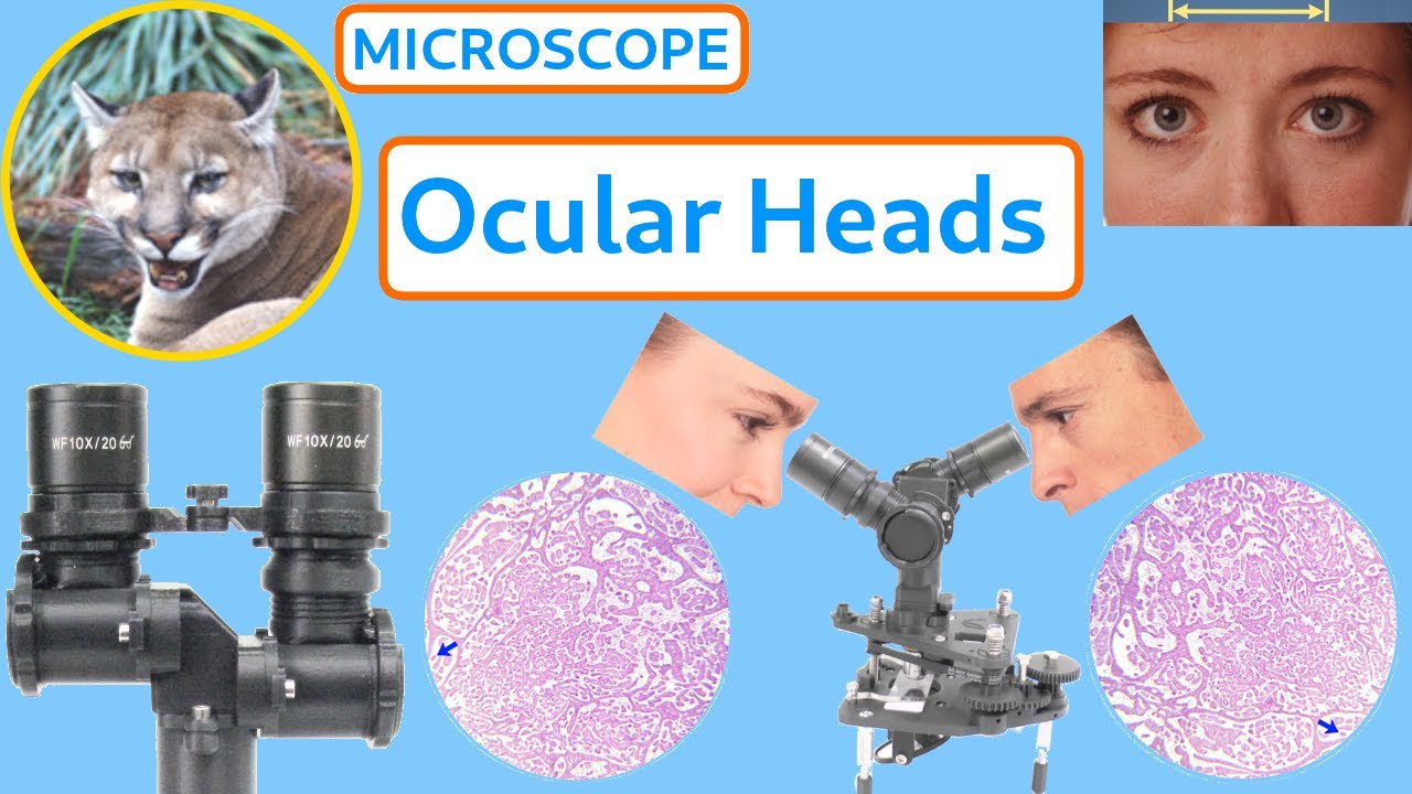 The Ocular Head Options for the PUMA 3D Printed Open Source Microscope