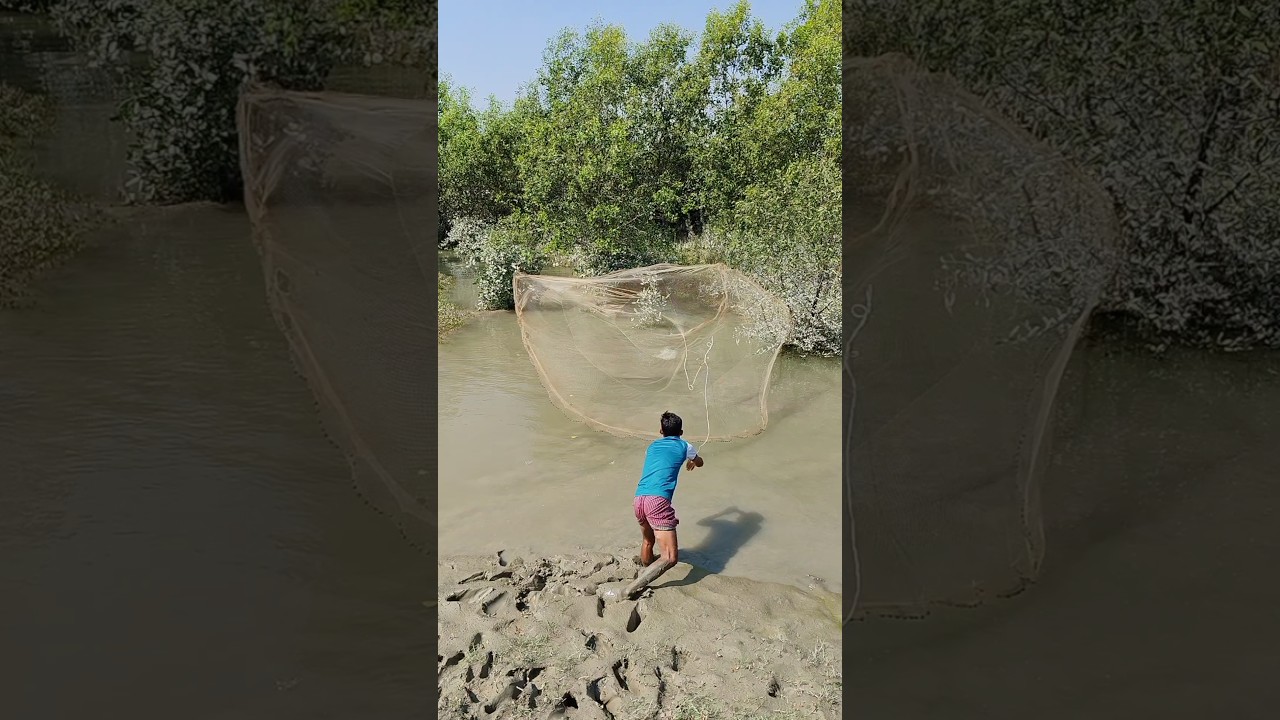 amazing river big fish catch net fishing in canal #viral #fishing #shorts