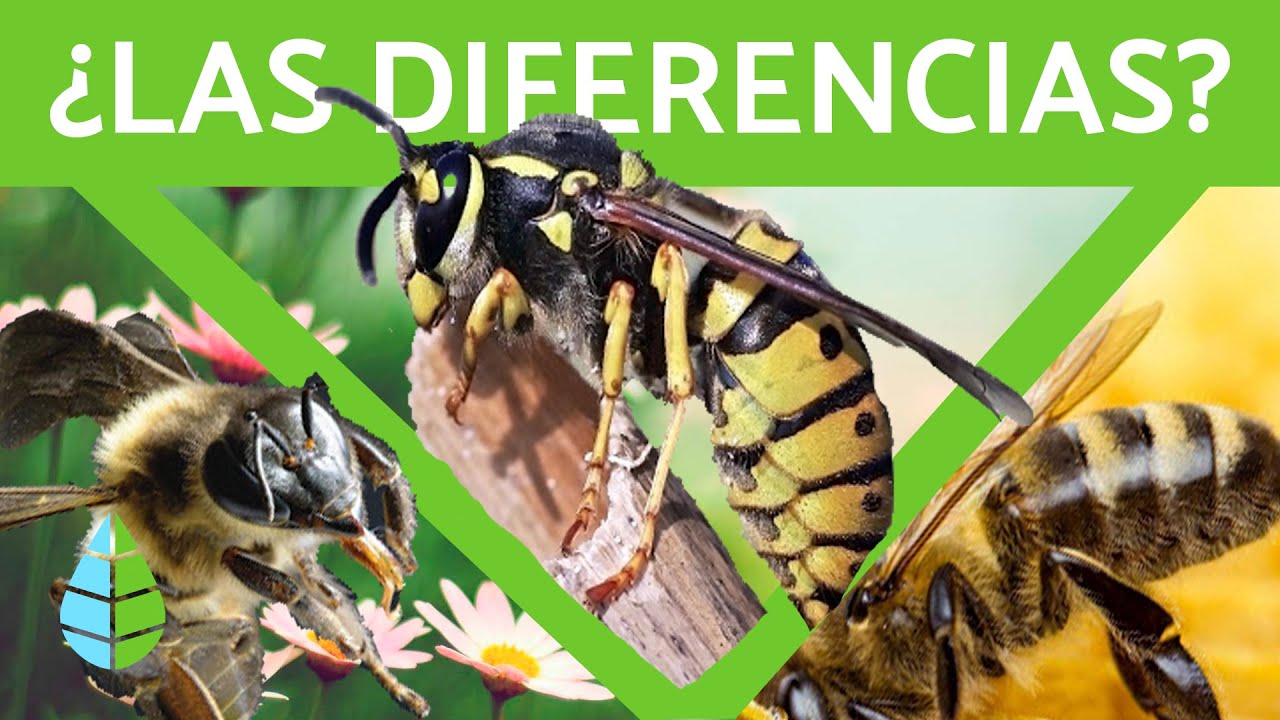 Diferencia entre avispa, abeja y abejorro 🐝 (TODA LA INFORMACIÓN)
