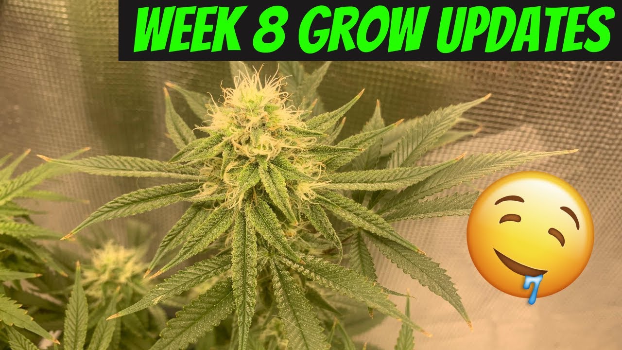 Week 8 Weed Grow Updates // The Nugs are Kiefy and Getting Bigger!