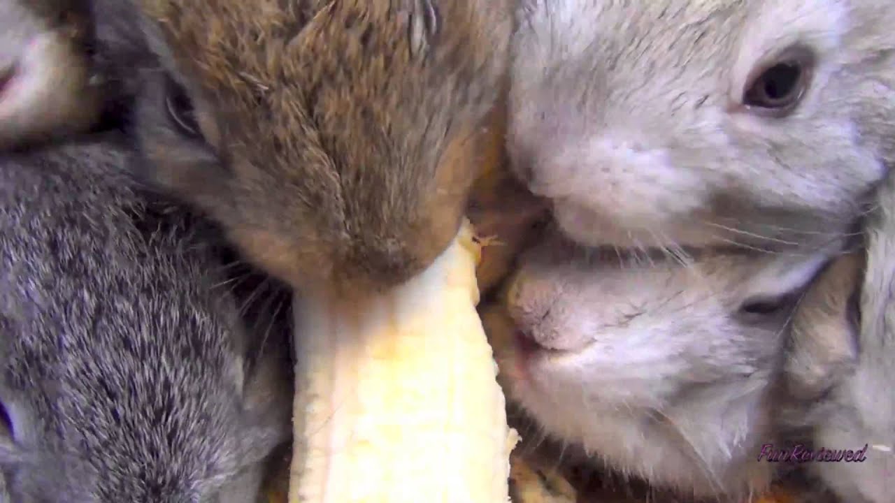 Baby Bunny Rabbits Eating Banana