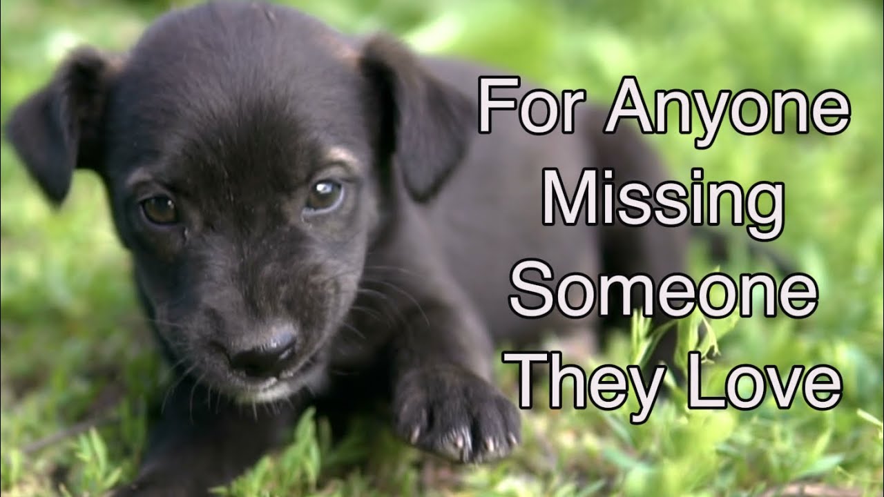 For Anyone Missing Someone They Love — 60 Minutes of Gentle Puppies & Piano