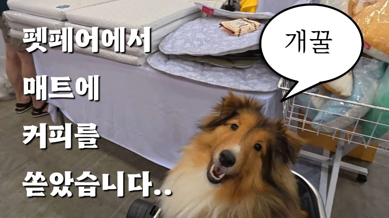 펫페어에서 40만원 쓰고 온 사연..🦧 | 강아지와 일산 풀코스 즐기기 | 일산 펫페어 | 마이펫페어 | 일산 호수공원 | 일산 애견동반 식당