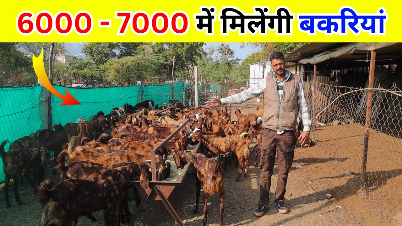 6000 - 7000 में मिलेंगी बकरियां -sasti sirohi bakriya - goat farming in india