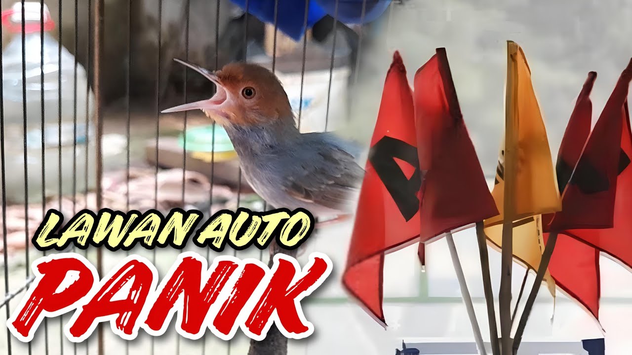 PEMULA WAJIB BISA ‼️ Cara setting lagu burung prenjak saat lomba