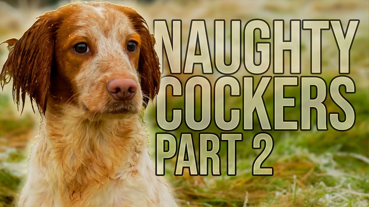 Difficulty With Your Cocker Spaniel? WATCH This