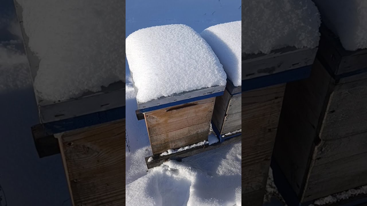 -25  зимівля бджіл🐝🥶