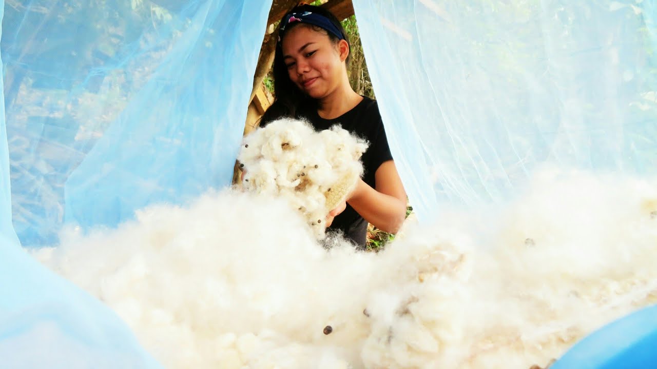 Harvesting Kapok Fruit | Cotton Tree(Art & Craft)-Buhay Probinsya
