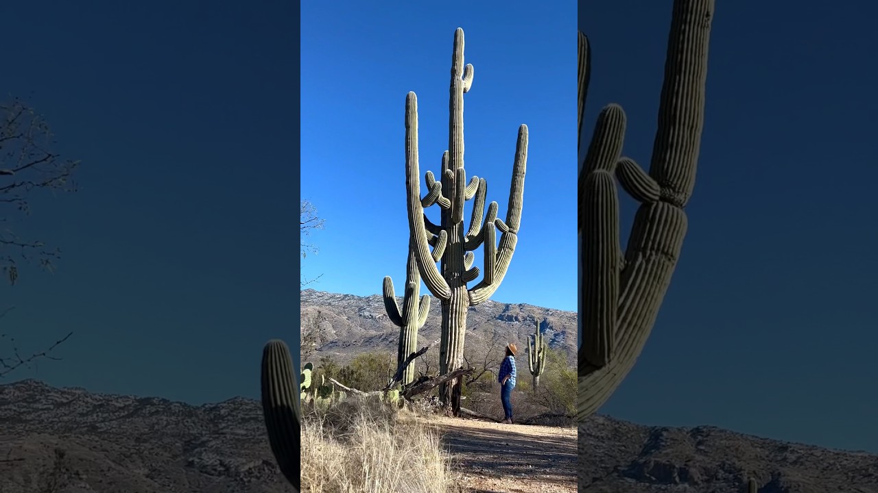 Saguaro Cactus
