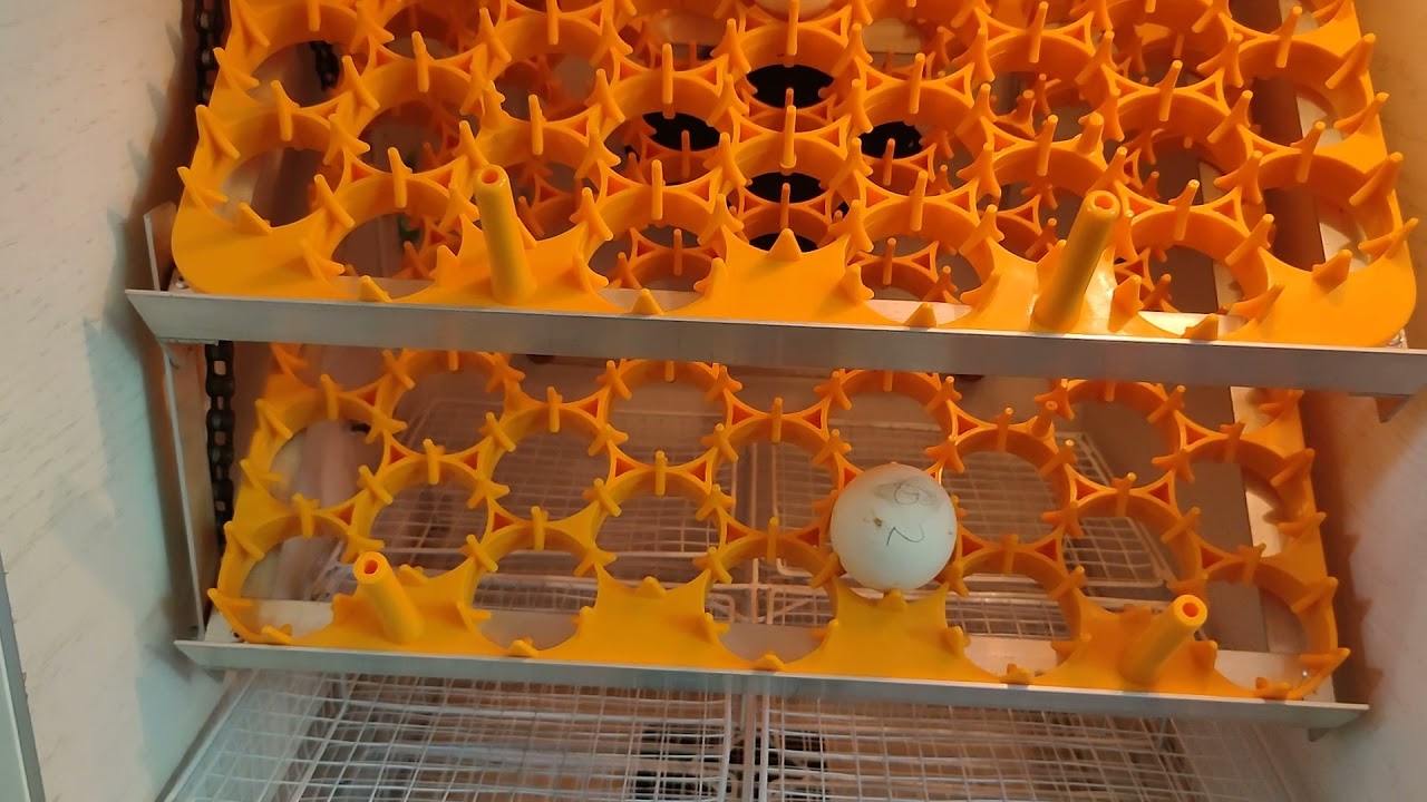 108 SETTER 100 HATCHER/EGG INCUBATOR