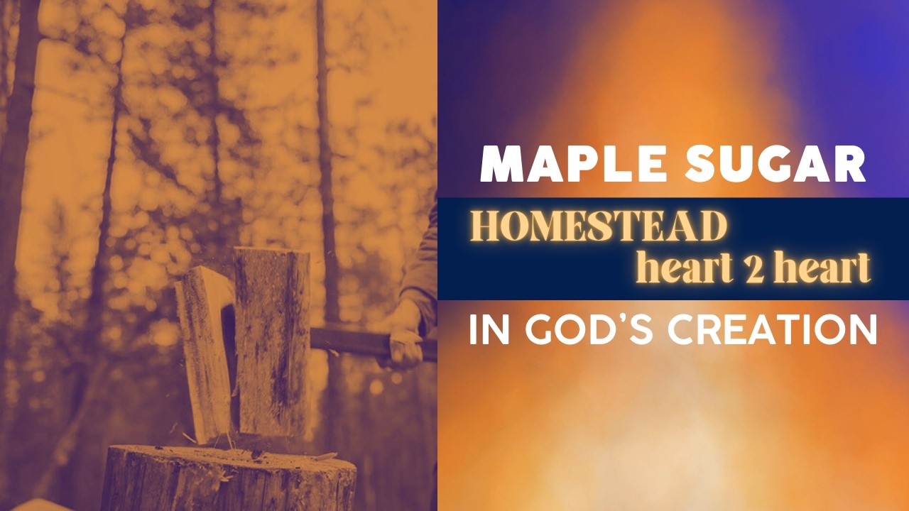 Fetching Sap - Christian Homesteader - Homestead Heart 2 Heart