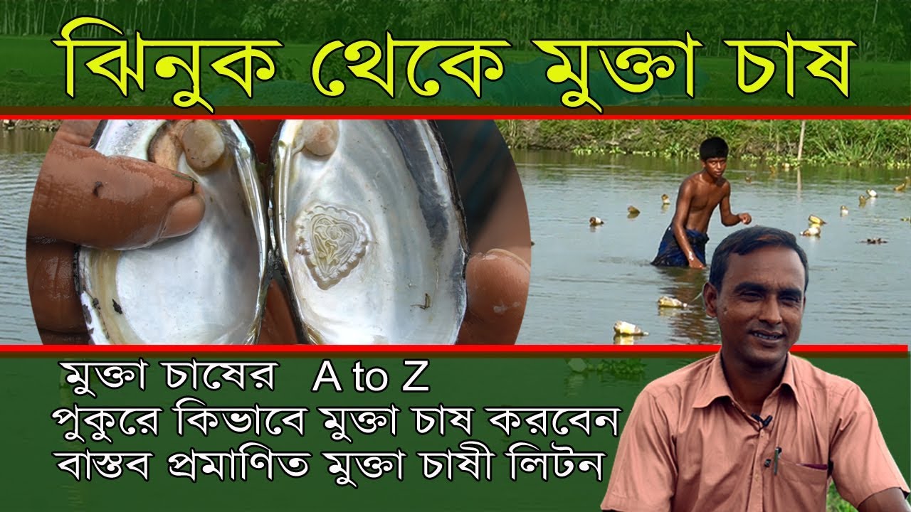 পুকুরে কিভাবে মুক্তা চাষ করবেন। বাস্তব প্রমাণিত মুক্তা চাষী লিটন।