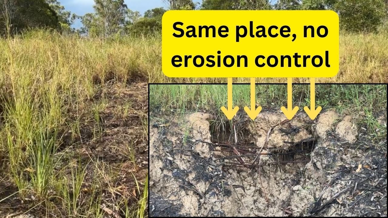 Grass controls erosion update #erosion #lowcost