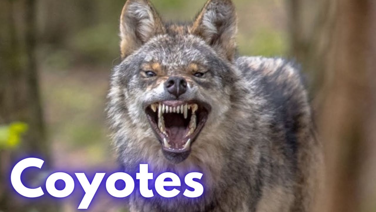 Coyotes: 10 Interesting Facts