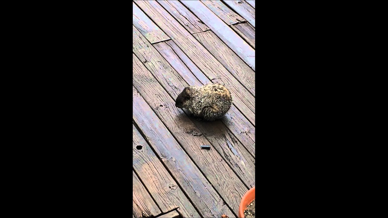Groundhog in the middle of my deck