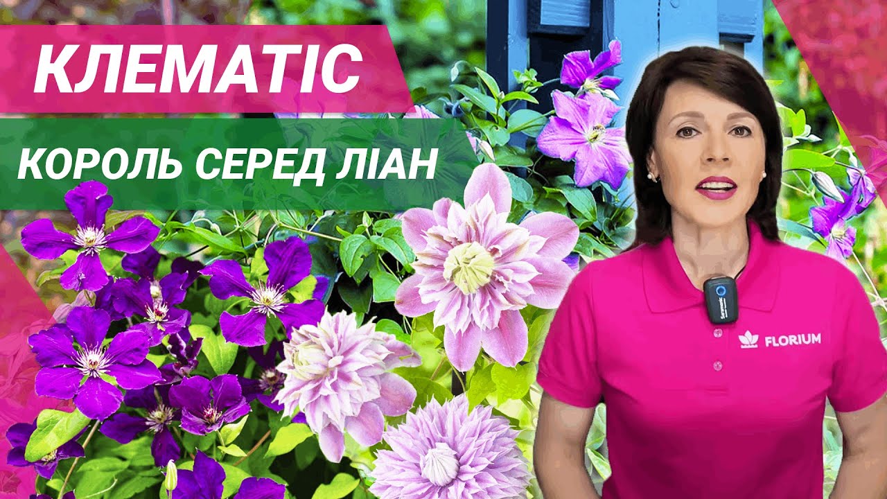 КЛЕМАТІС | Посадка, догляд, обрізка // КЛЕМАТИС | Выращивание, уход, обрезка