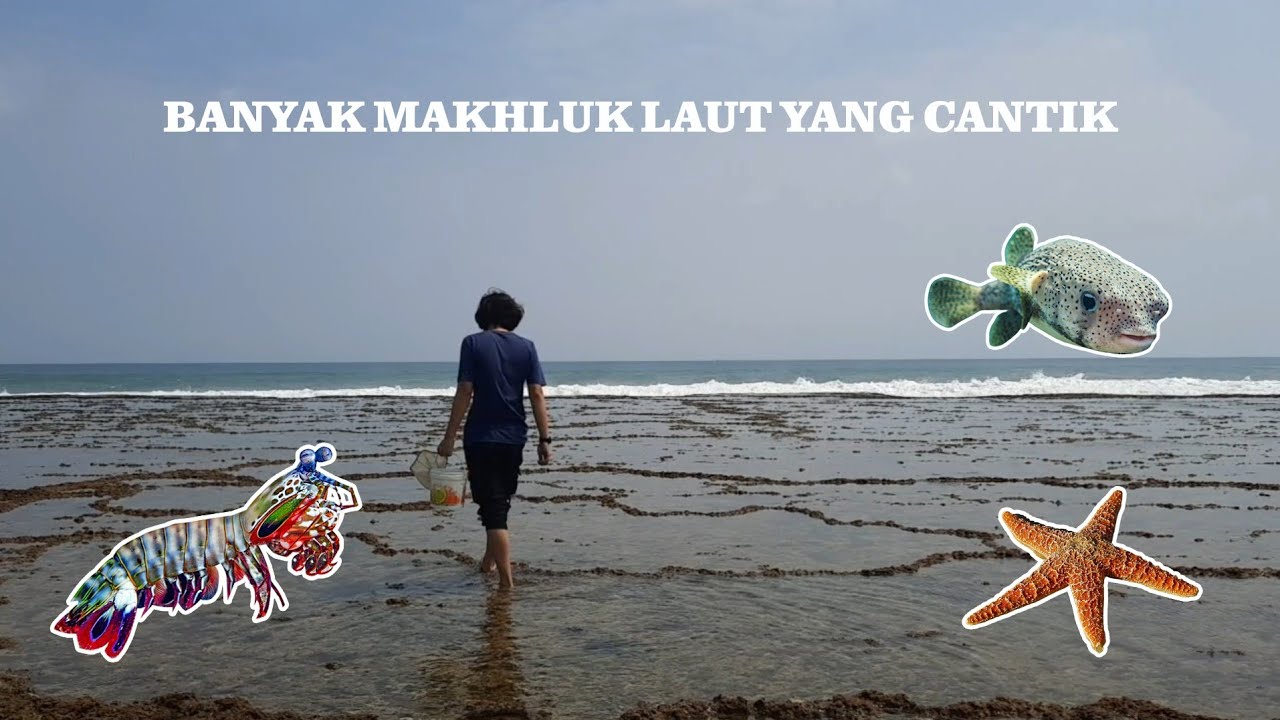 Mencari Makhluk Laut Di Pantai Ujung Genteng | Mencari Hewan - Eps. 38