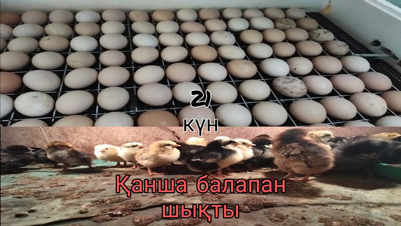 Инкубация нәтижесі / балапан өсіру