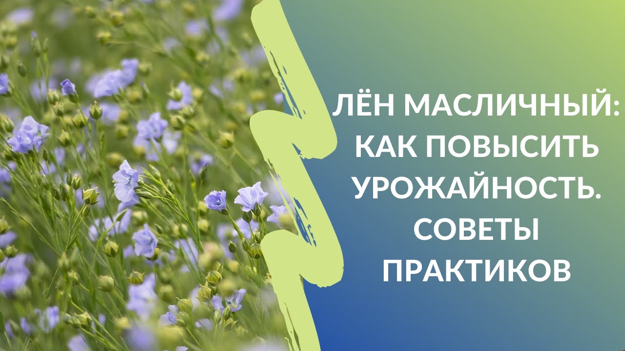 Лён масличный: как повысить урожайность. Советы практиков