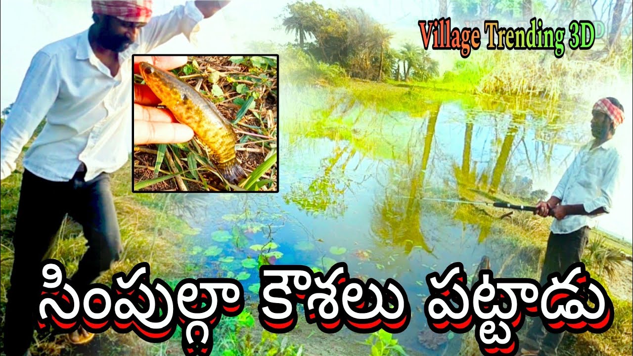 Fish Hunting|Buraka chepalu| Korramenu fish | village fishing #fish 
