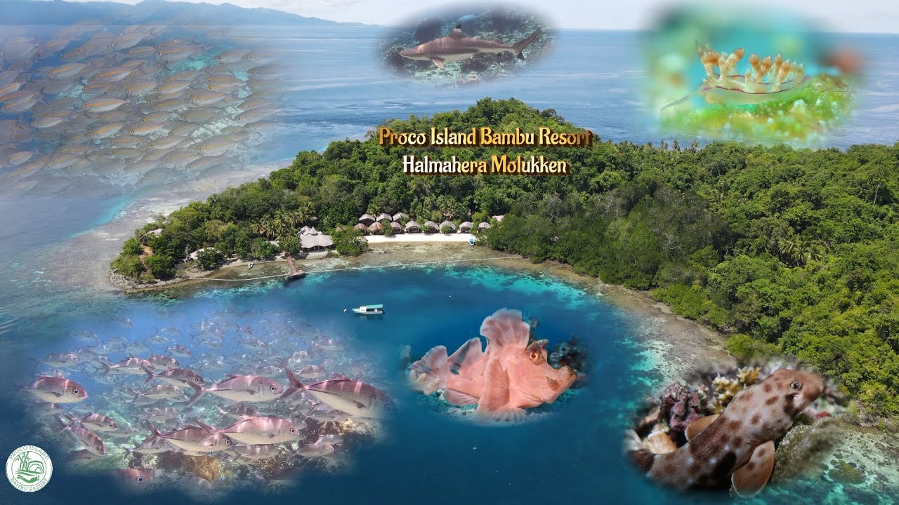 Scubadiving neues Video @ptprocoislandbamburesort6970  Indonesien  HALMAHERA  Nord- Molukken