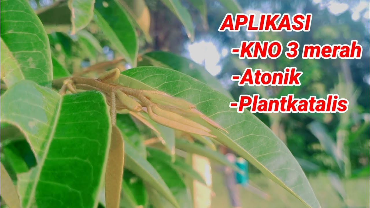APLIKASI RUTIN KNO3, ATONIK DAN PLANT KATALIS PADA TANAMAN DURIAN