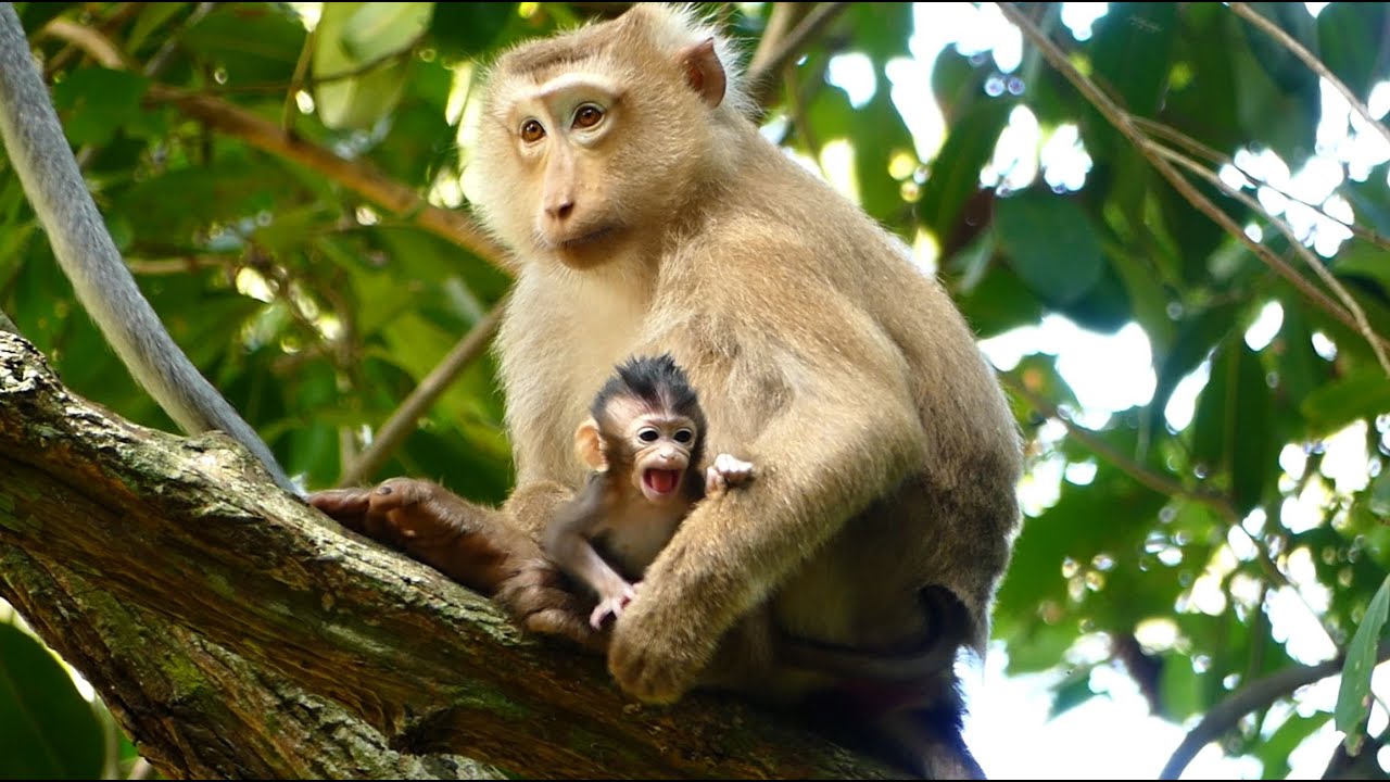 Monkey Rose Has Chance Carry BB Monkey Aria For A Short Move To The Top Tree. Aria Look So Scared.