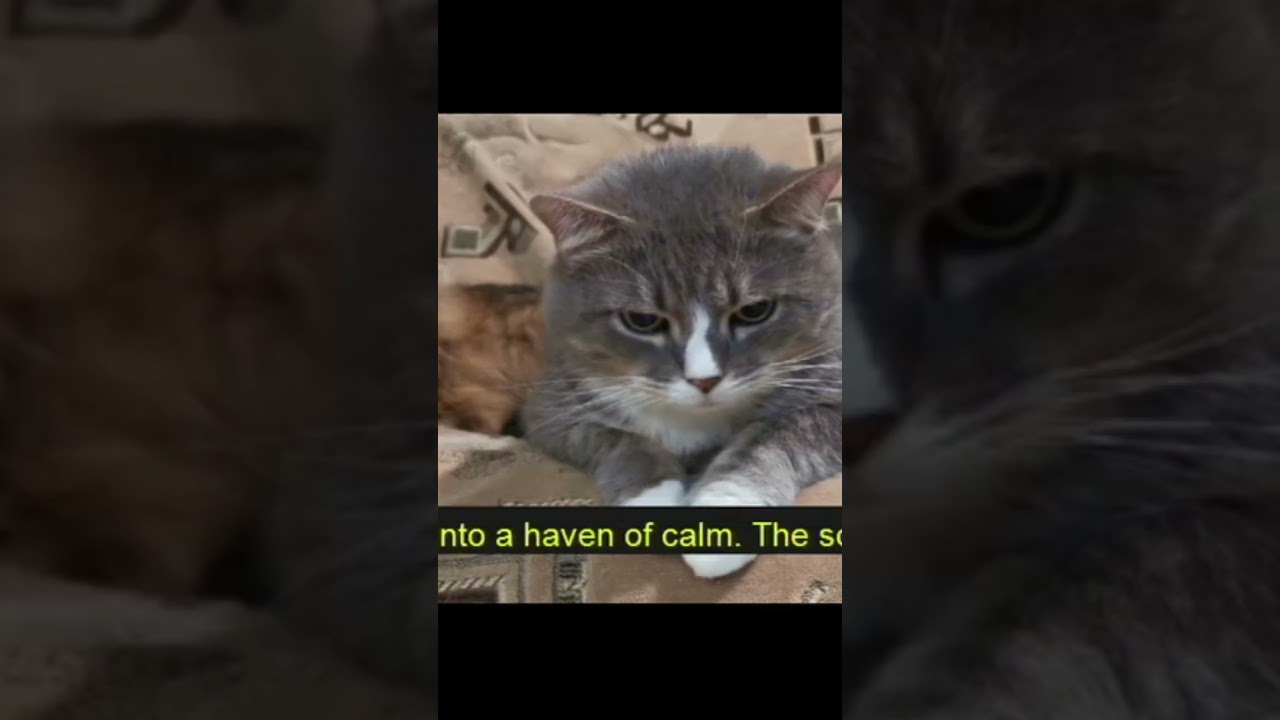 #catlife