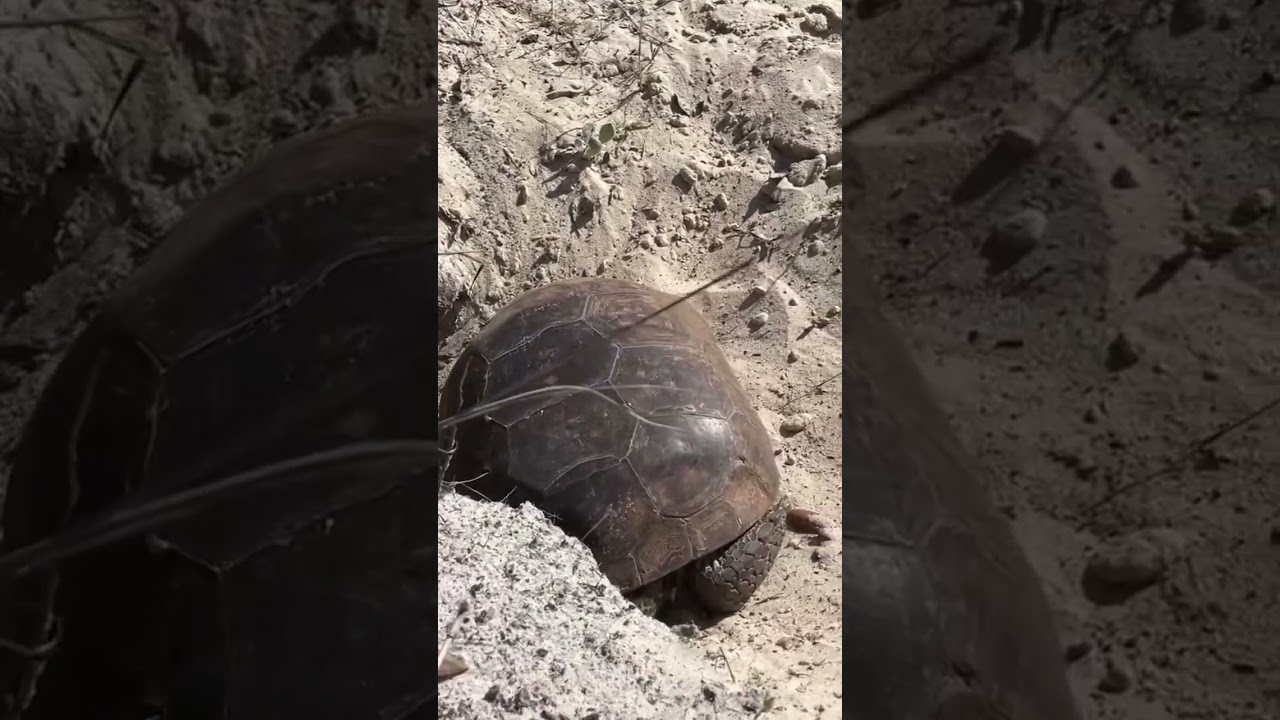 Gopher, tortoise, rules, and regulations in Florida.