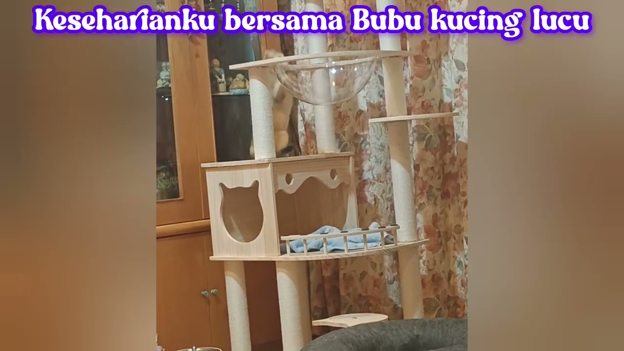 BUBU KUCING LUCU MENGGEMASKAN