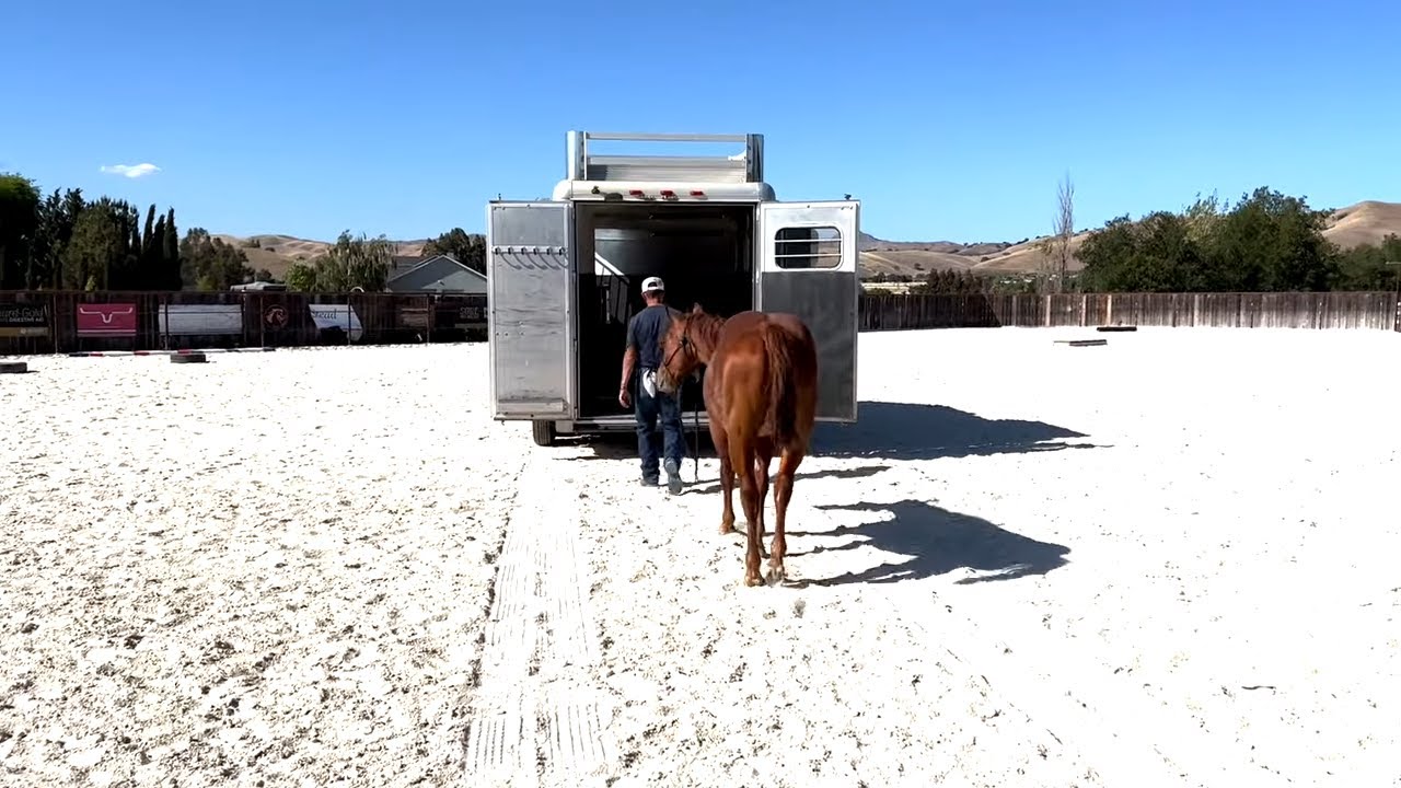 Trailer Loading Our Yearling Rupert for The First Time