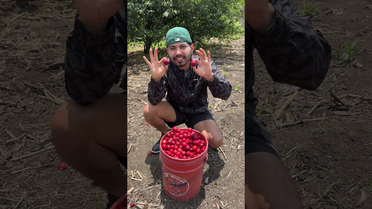 &iexcl;C&oacute;mo preparar ciruelas! #recetas