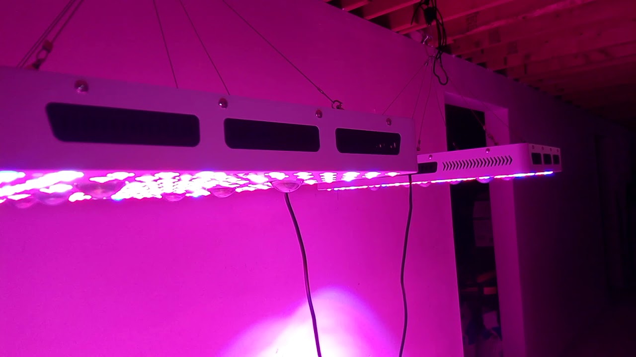 phlizon 3000w cree cob led growlights trying out both