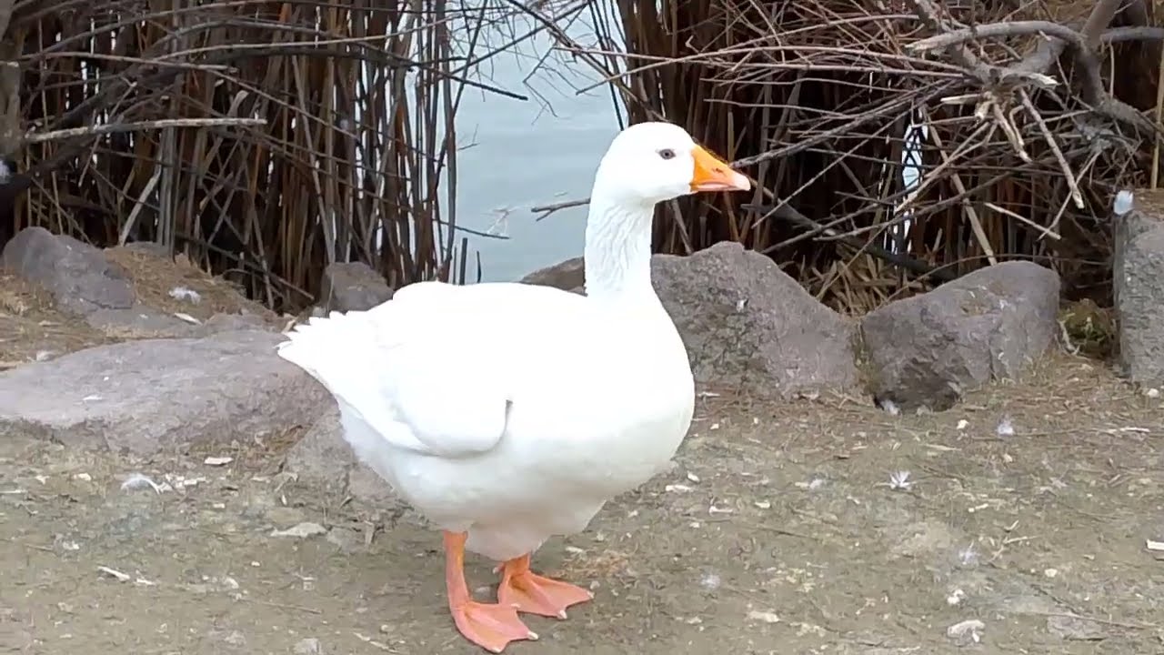 Muhteşem  güzellik 🦆