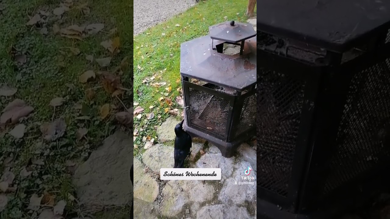 Eigentlich zu schlau um es zu glauben