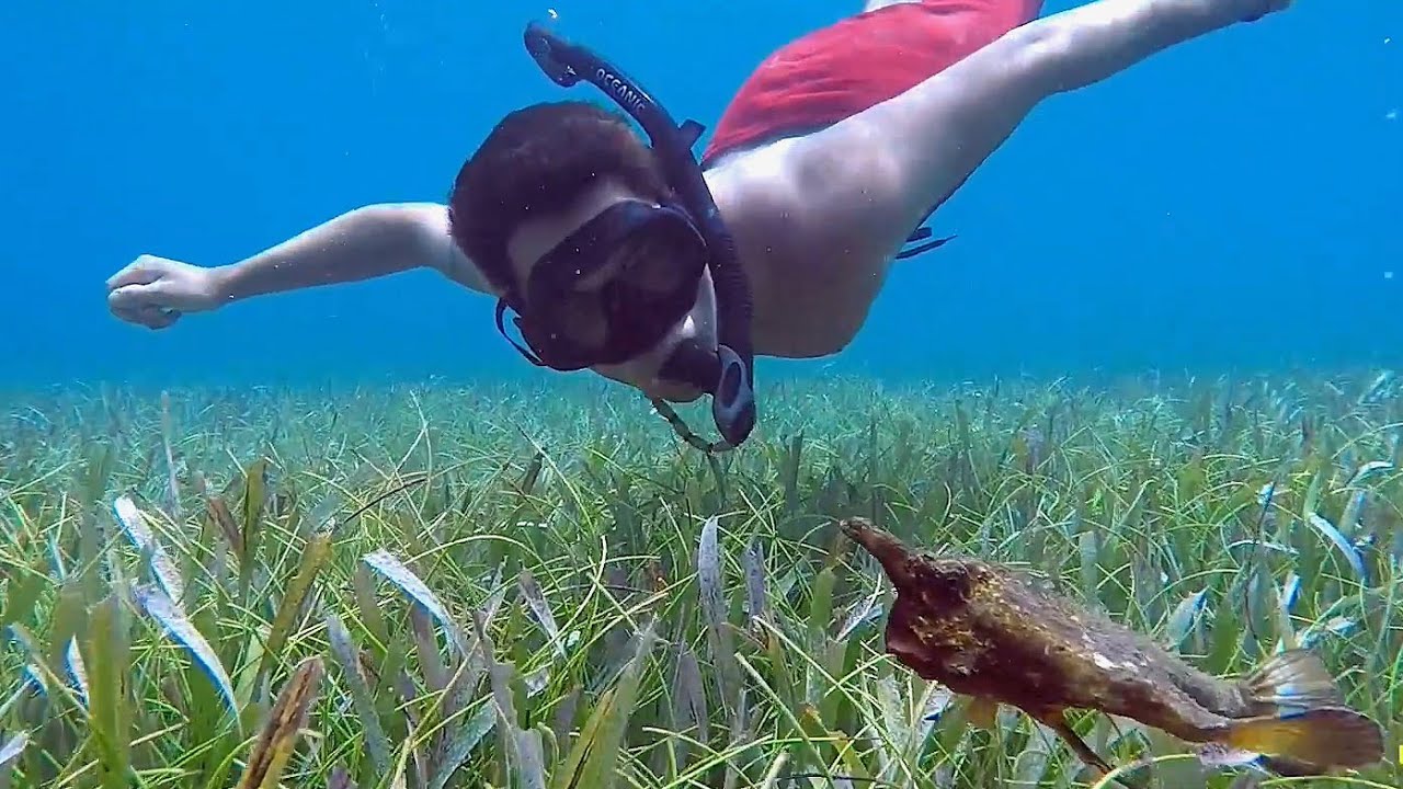 Snorkel the Belize Barrier Reef, and Outer Atolls with Island Expeditions