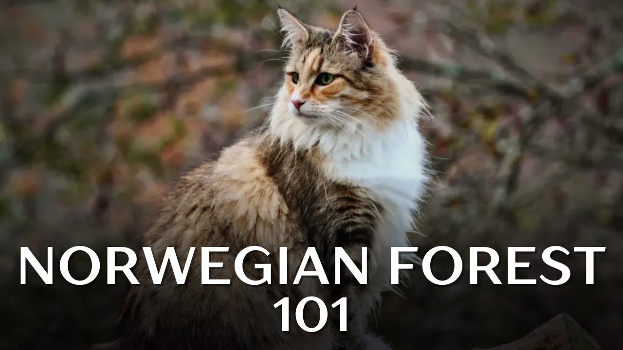 Норвежская лесная кошка 101 — всё, что вам нужно знать