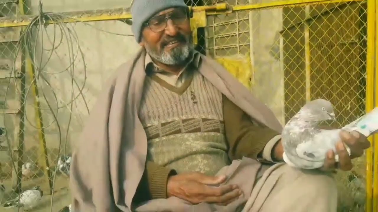 سلیٹی ٹیڈی کبوتر اپنی اصلی حالت میں لیاقت شیخ نے کمال کر دیا ماشاءاللہ 