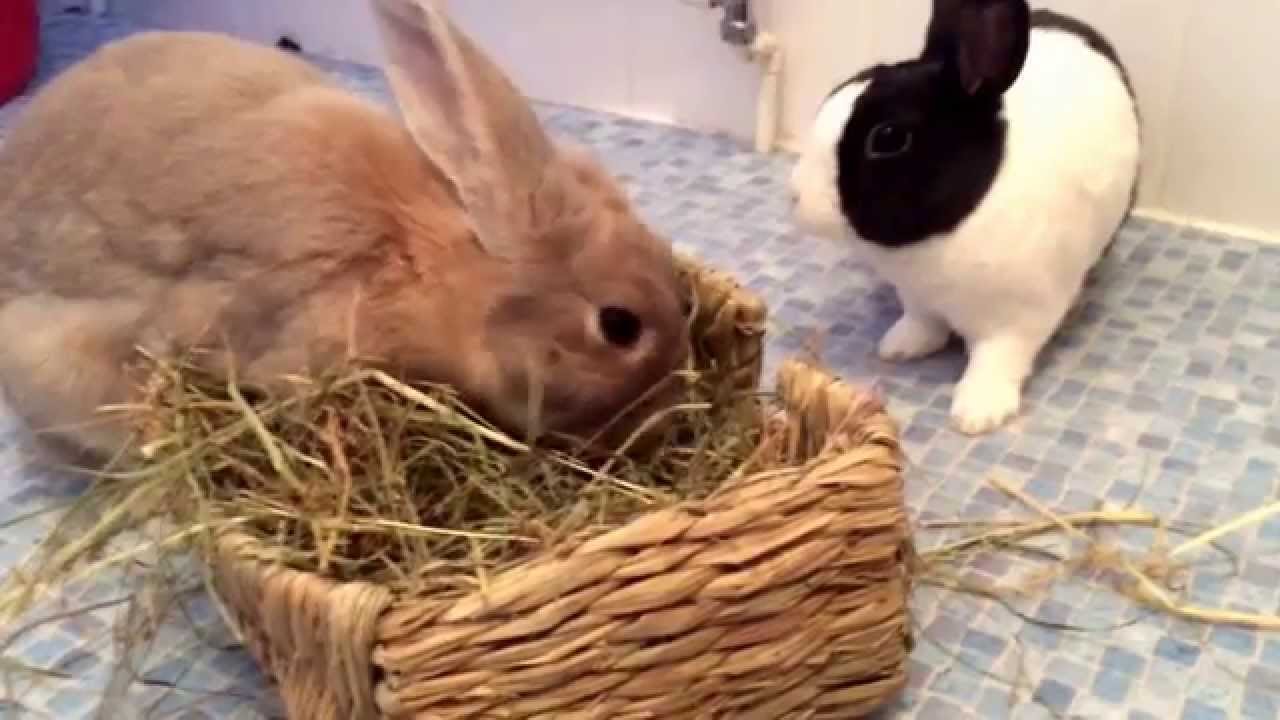 Obi & Bea 5th date bonding