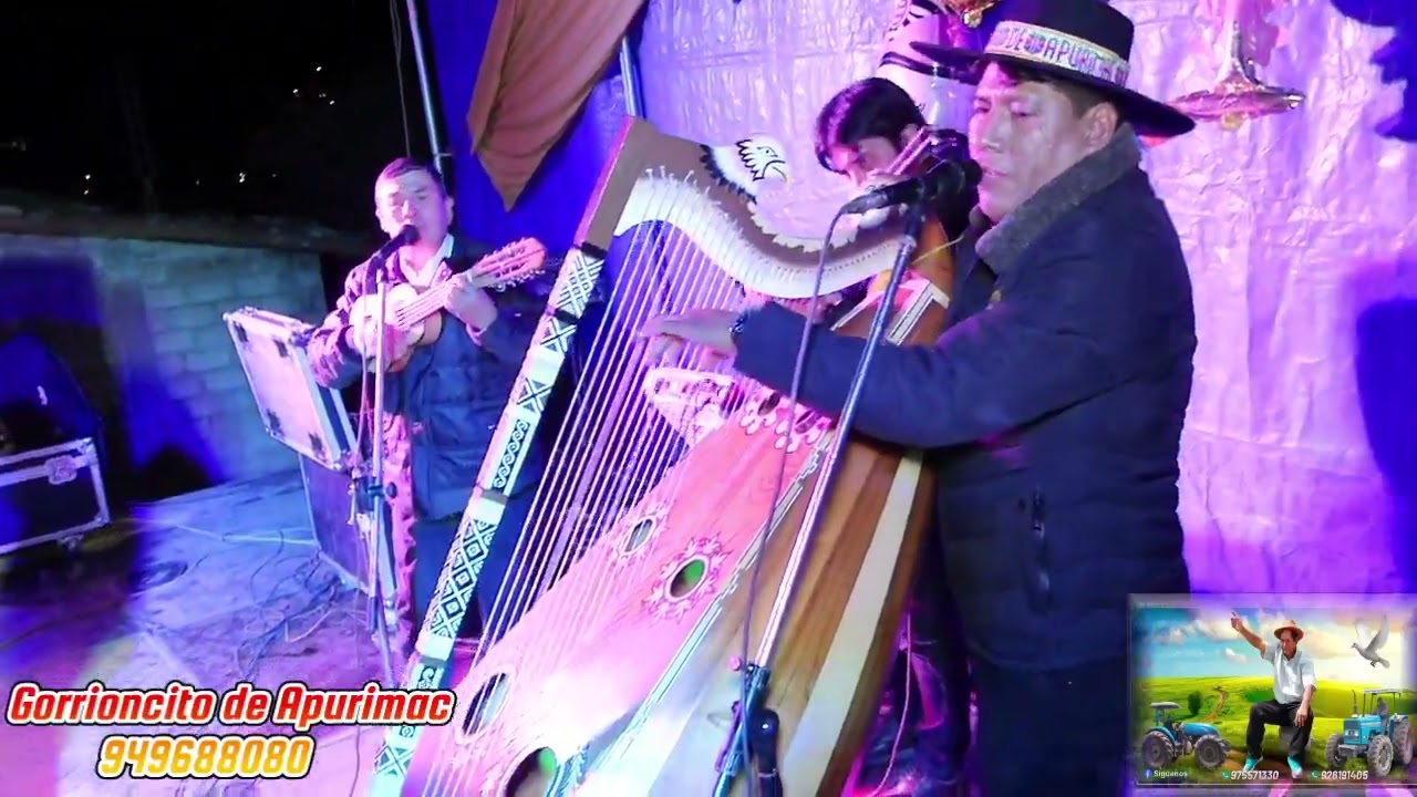 Gorrioncito de Apurimac  - Jarana