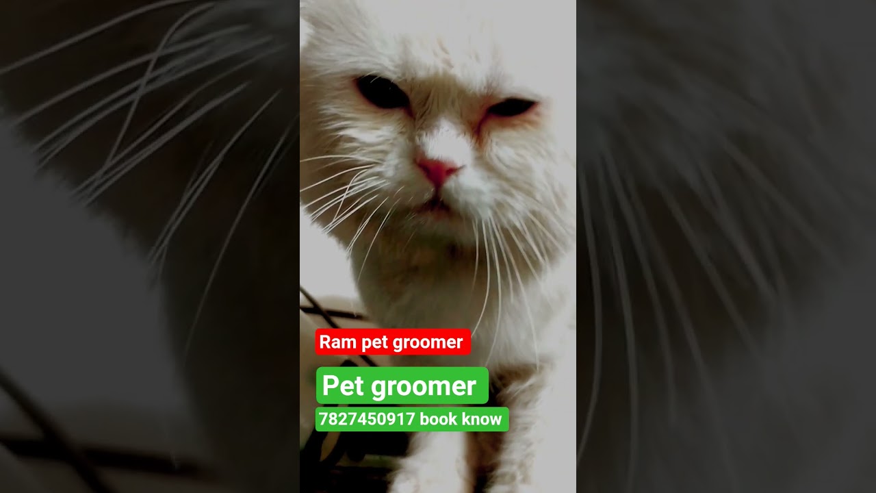 pet grooming at home service 
